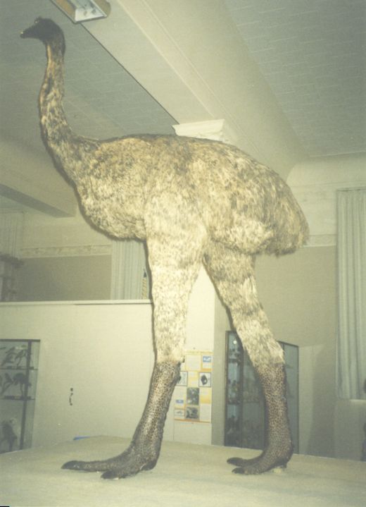 Rys. #9a: Moa super-ptak