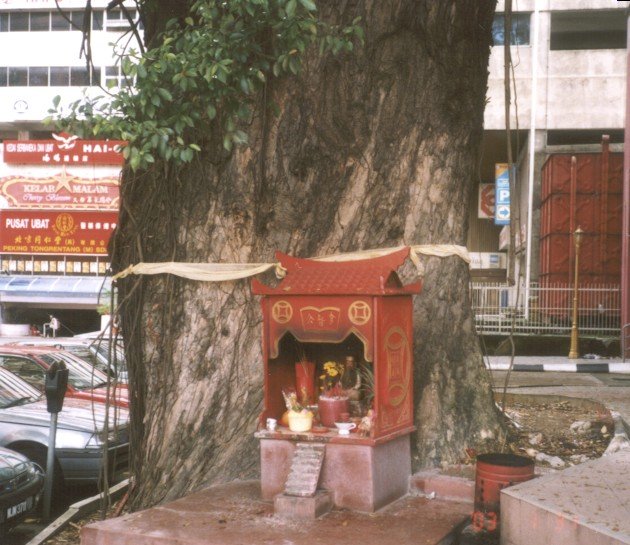 Fot. #G9 (D2 w [10]): �wi�te drzewo DATUK